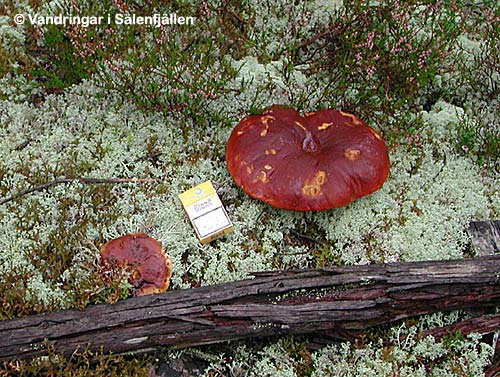 Karljohan-svamp (Boletus edulis)