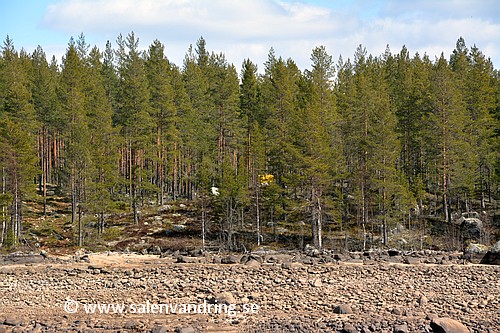 Långflon. Sandkälleforsen. Riksröse 117