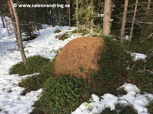 Myrstacken på den norska sidan vid Våtdalsröset