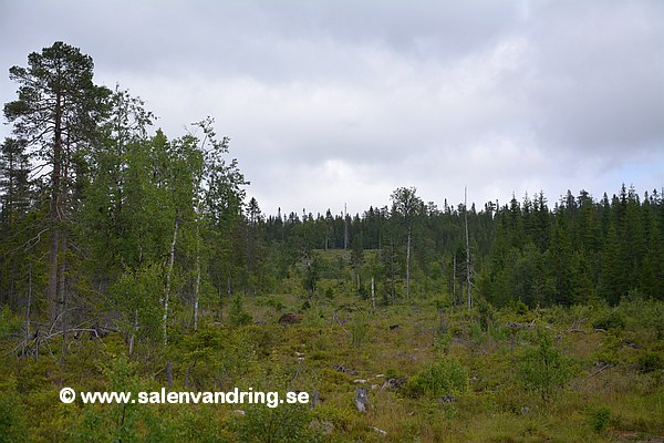 Stigen går i kanten av kalhygget från Rognholtvegen till Elgshaugen