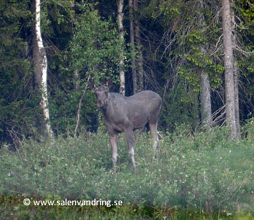 Älg vid södra infarten till Lindvallen