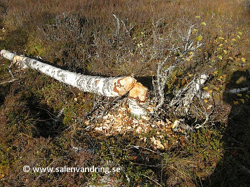 Bäverfällt träd längs Lilla Tandån