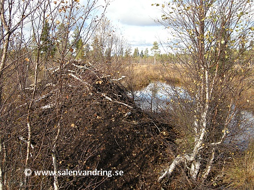 Bäverhydda vid Lilla Tandån