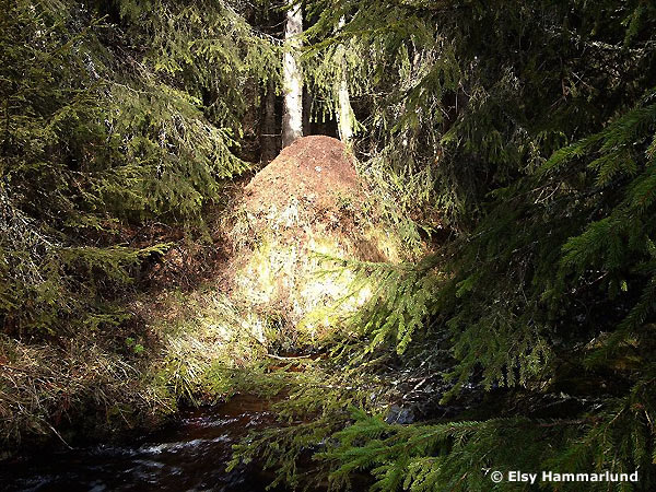 Myrstack vid Firin. Foto: Elsy Hammarlund