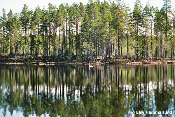 Södra Färdsjön. Foto: Elsy Hammarlund