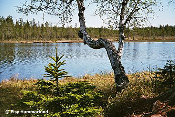 Södra Färdsjön. Foto: Elsy Hammarlund