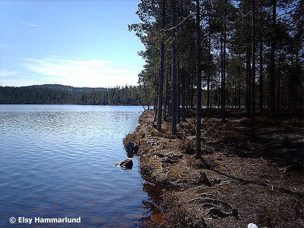 Versjön. Foto: Elsy Hammarlund