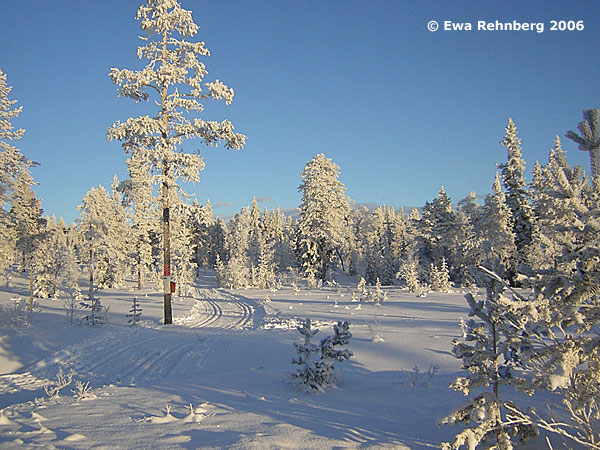 Skidspår längs röda spåret. Foto Ewa Rehnberg