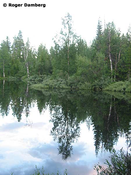 Sjö nära Gubbmyren. Foto: Roger Damberg