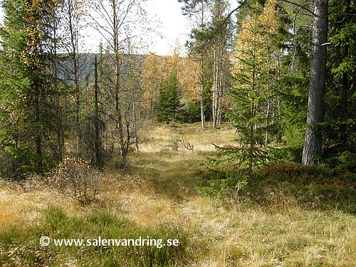 Lättgånget inne på fäbodvallen i Björnbäckdalen