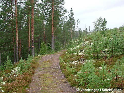 Från leden strax väster om Vallsjön