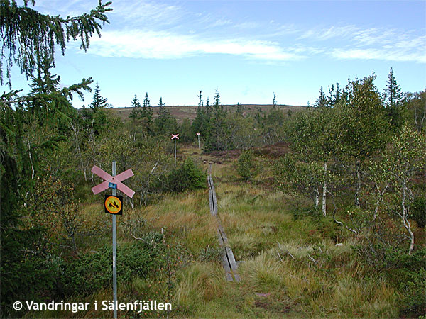 Vid ledskiljet upp mot Källfjällets topp