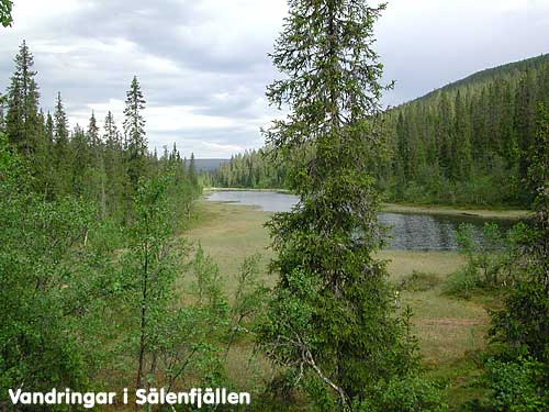 Vy från södra änden av Kalvtjärn