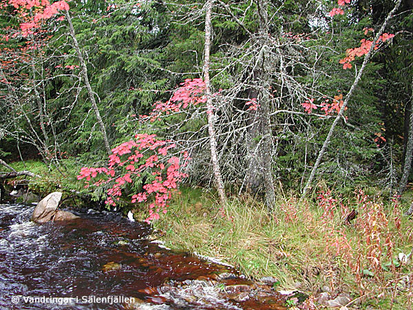 Köarån i oktober 2005