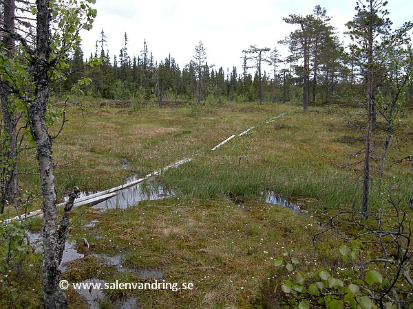 Myrpassagen cirka 300 m väster om Kläppenskjulet, juni 2013