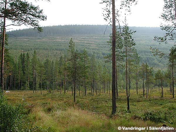 Öjskogsfjället nerifrån Syndån