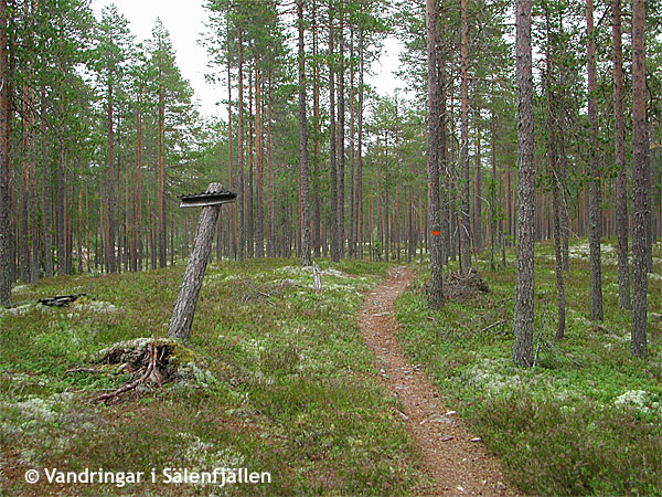 Ledskiljet mot Skogsätra mellan Trolltjärn och Stentrollet, september 2005